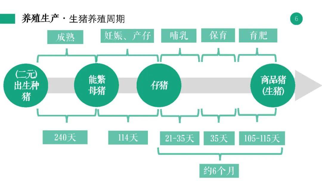 新奥彩资料大全最新版,权威分析说明_模拟版9.242