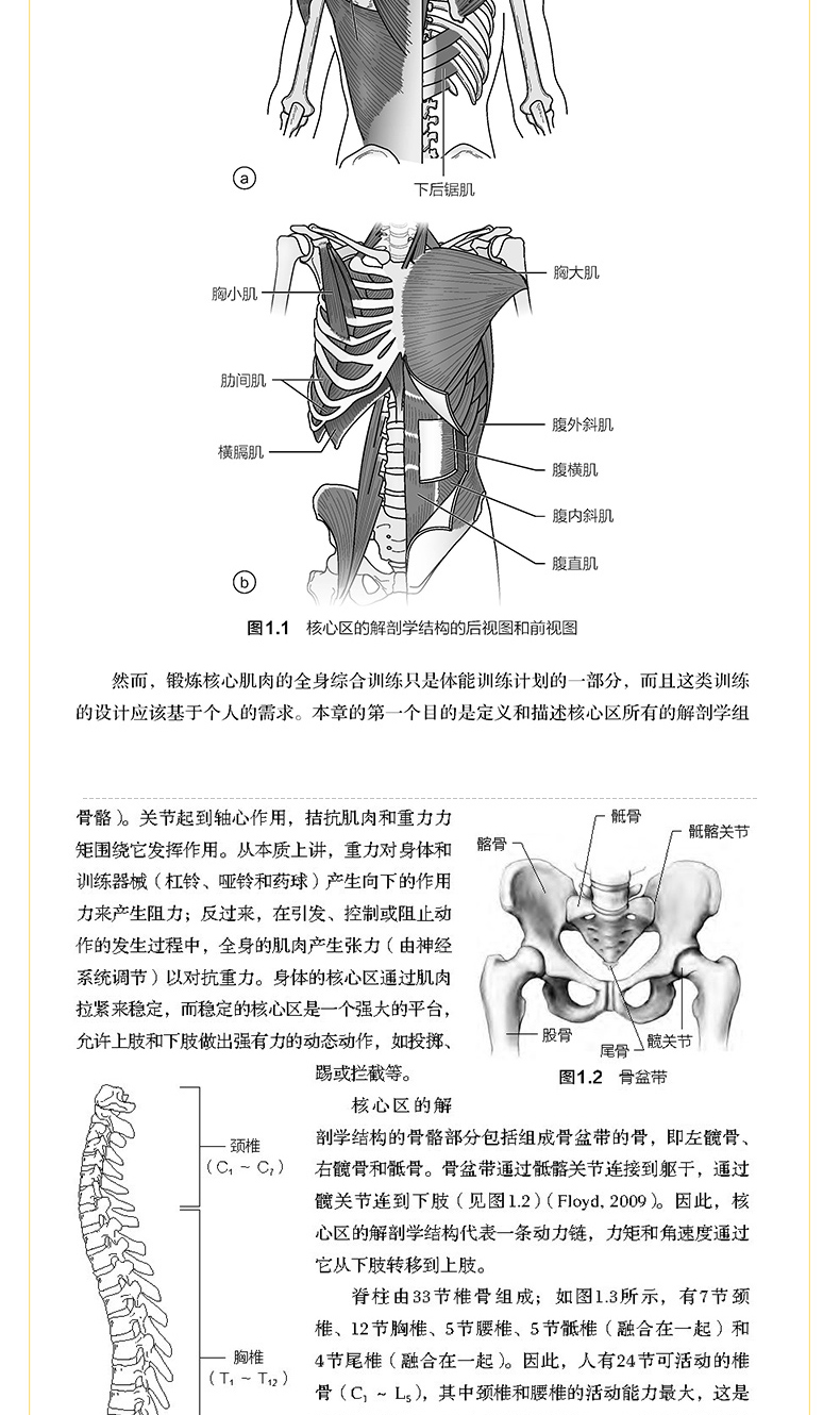 最新核心解剖落实